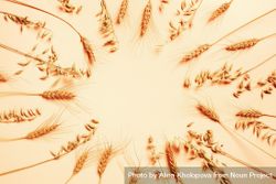 Overhead view of cereal grass arranged in a circle with copy space 5aB284