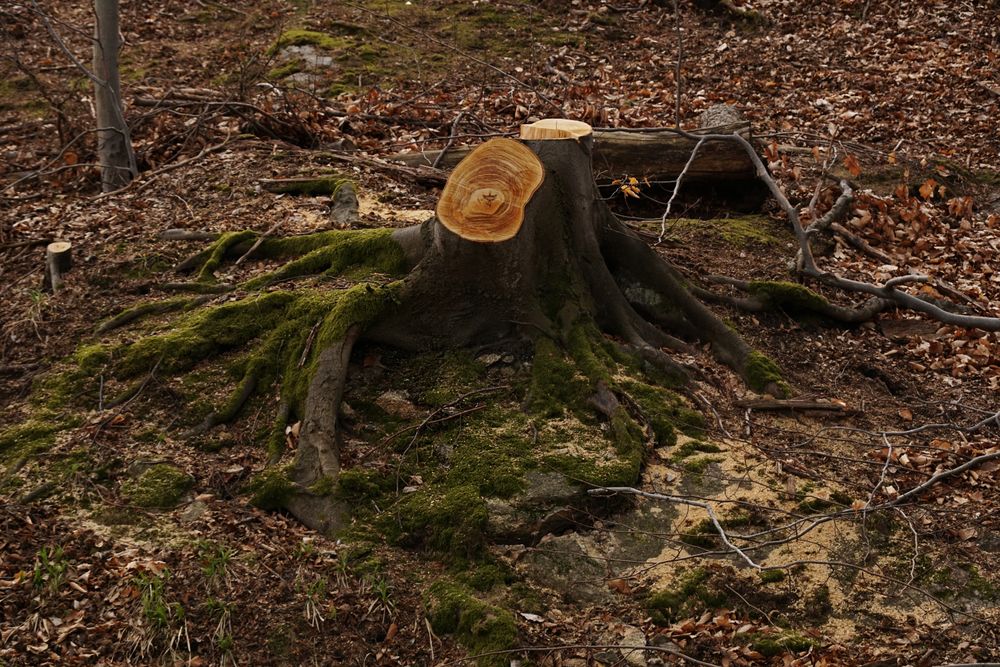 Tree stump and dry grass in woods