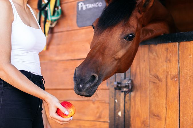 Unrecognizable woman feeding his brown horse in the stable