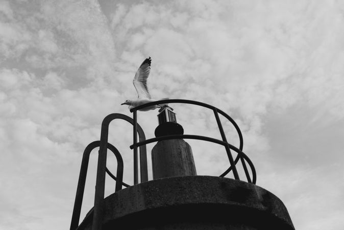 Seagull flying near lighthouse
