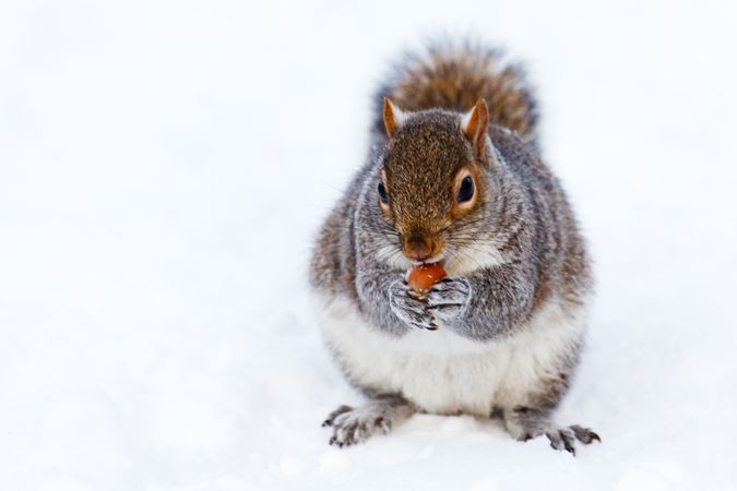 Squirrel on snow covered ground