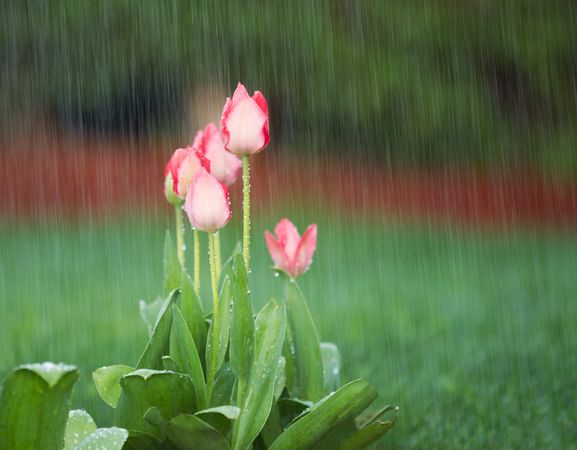 Spring flowers in rain storm