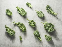 Kale pattern with raw green leaves at grey concrete kitchen table with sunlight