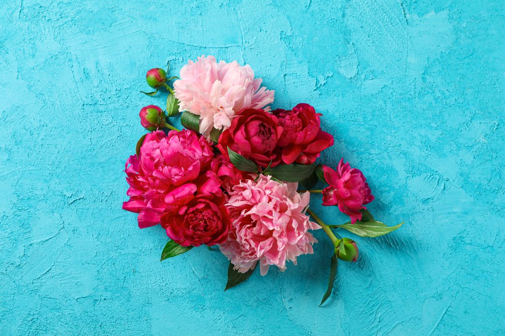 Beautiful peony flowers on color background, space for text