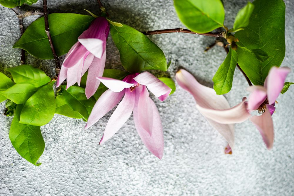 Floral frame with magnolia blooming