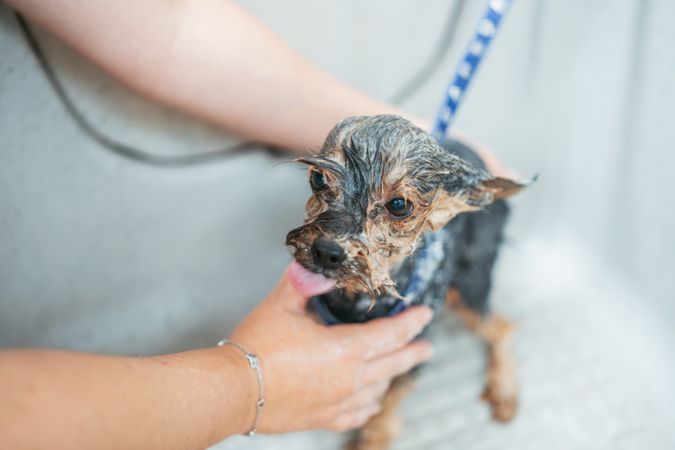 Female groomer washing dog in salon