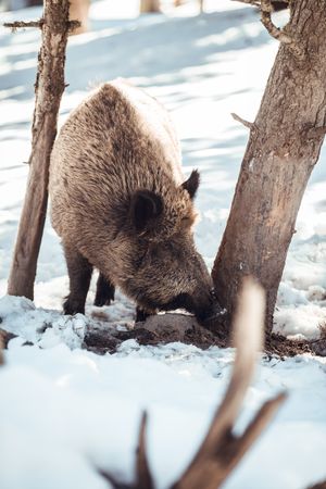 Boar pasturing between trees and snow