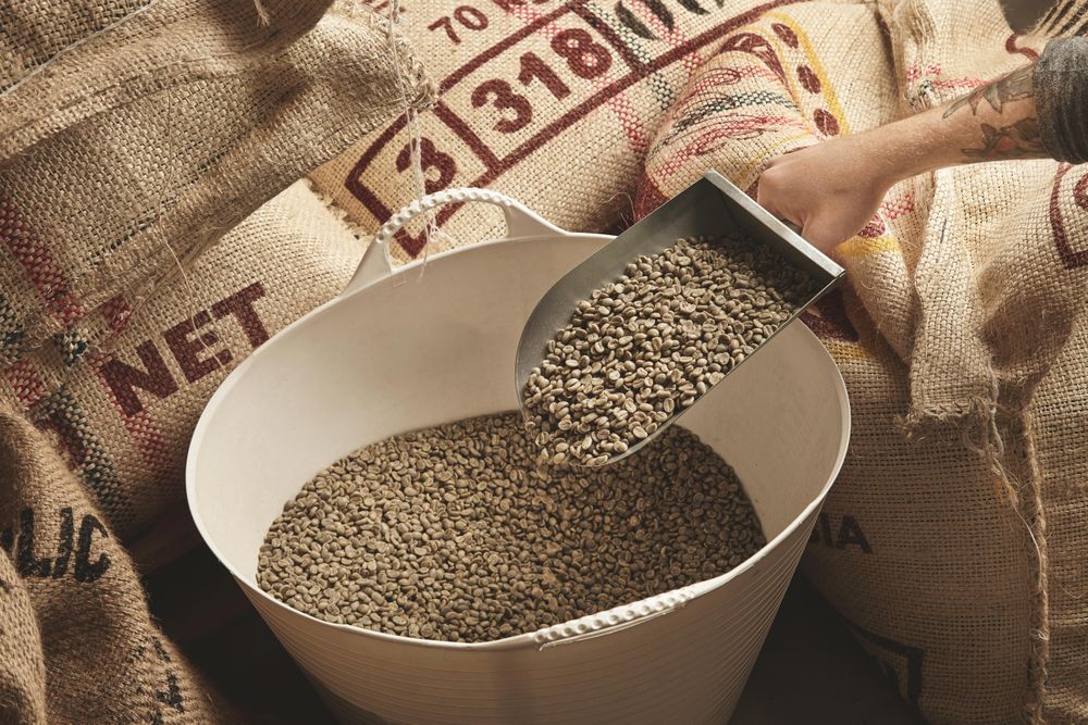 Tattooed roaster hand holds metal scoop with raw fresh green coffee beans
