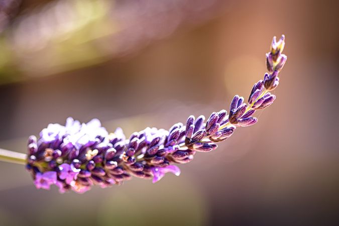 Side view of one purple lavender flower in sunlight with selective focus