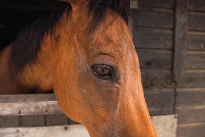 Brown horse in wooden stable