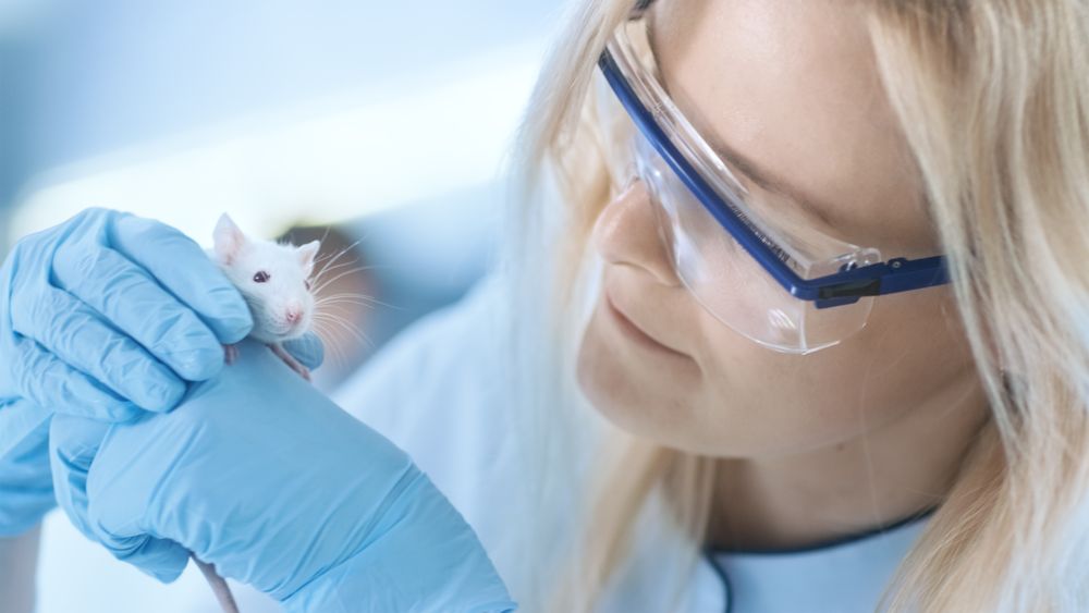 Medical Research Scientist Holds Laboratory Mouse.