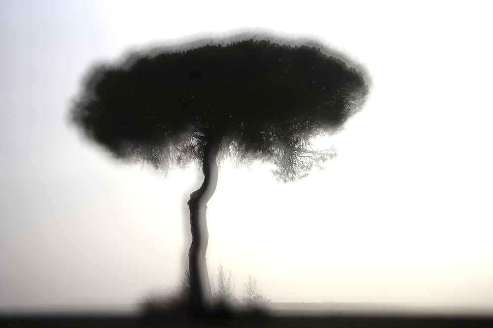 Defocused trees in sunset valley