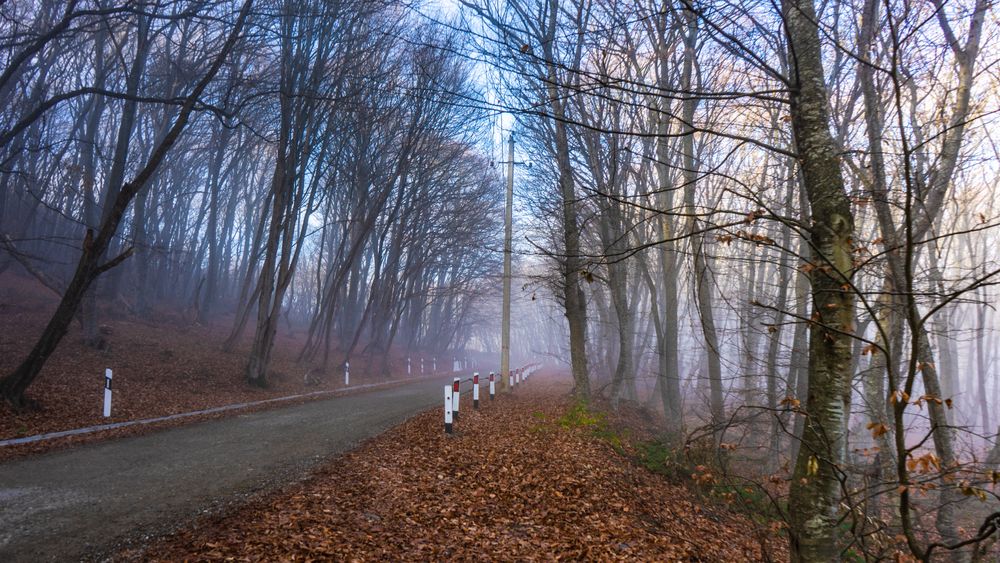 Fog in the forest