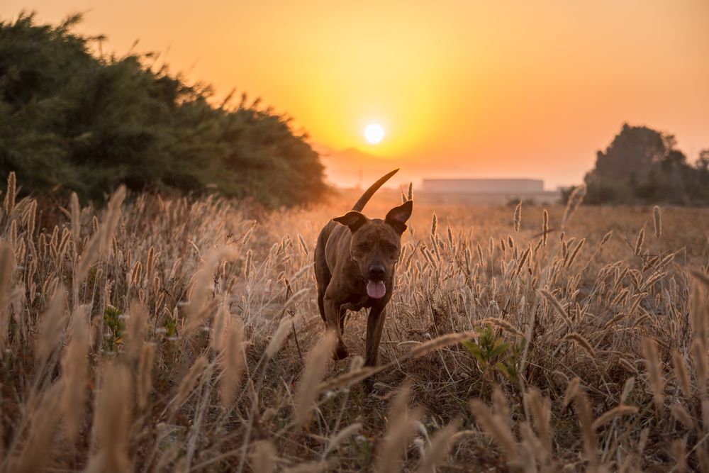 Dog running free off lead on field