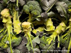 Fresh broccoli stalks for sale in market 5RV1BO