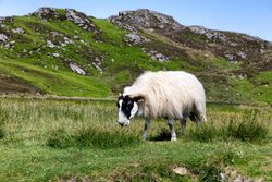 Sheep in pasture eating grass