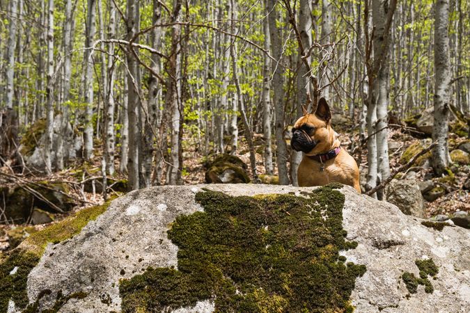 Cute dog in rocky forest in summer