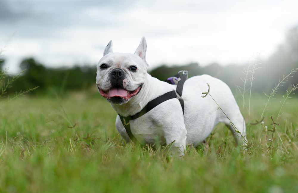 A French bulldog stands on an outdoor lawn looking at the camera.