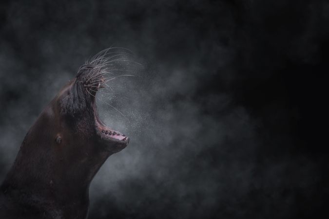 Sea lion standing and roaring