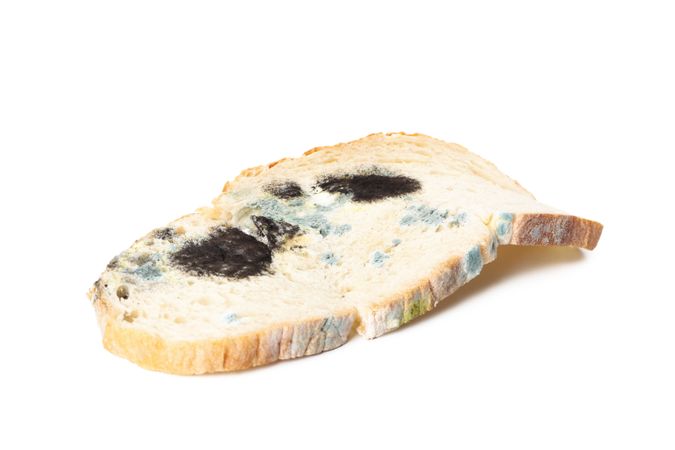 Bread with mold, isolated on light background