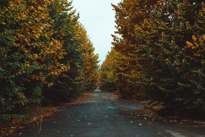 Asphalt road between autumn forest