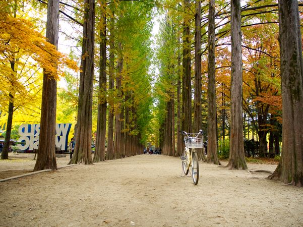 Bike amoung very tall trees in autumn