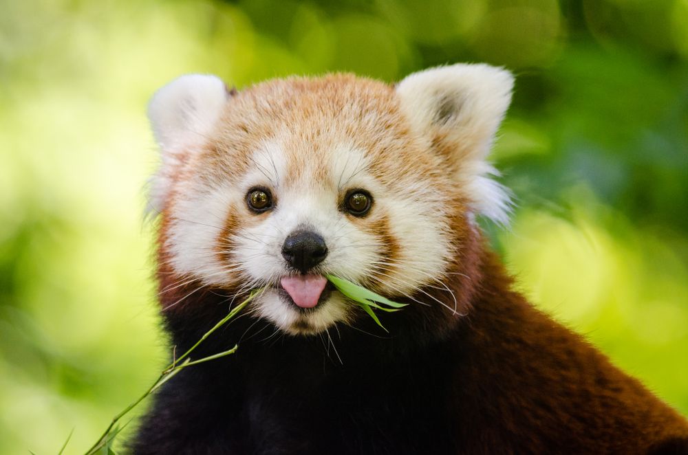 Red panda eating beaches