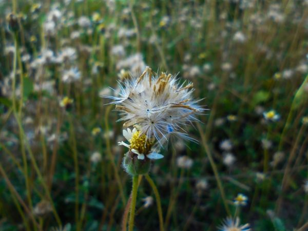 seed flower