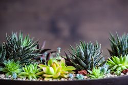 Side view of Perle Von Nurnberg plant in a gift composition