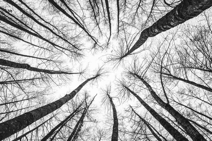 Looking up in a dense forest