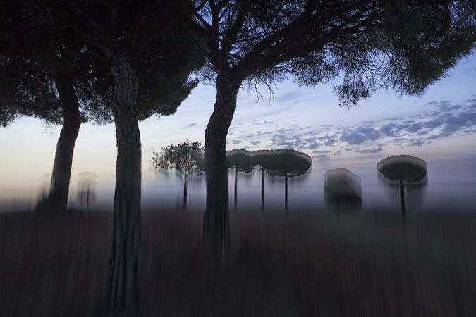 Defocused trees in sunset valley