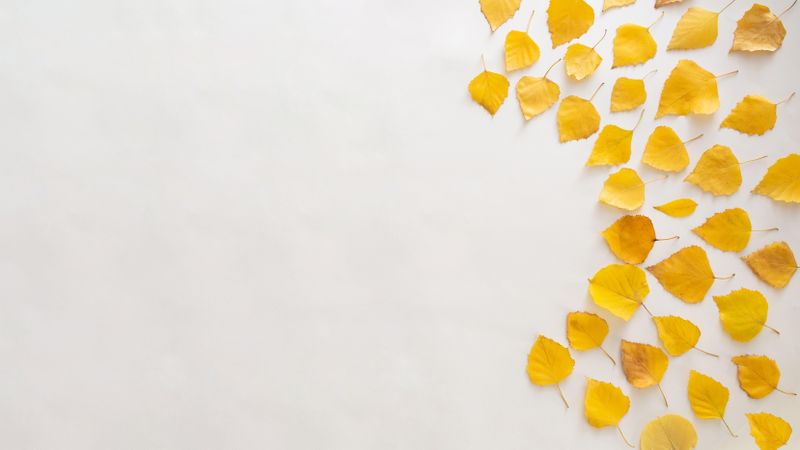 Seasonal flat lay of yellow leaves in a semi-circle on plain background with space for text