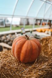 Pumpkin on brown hay