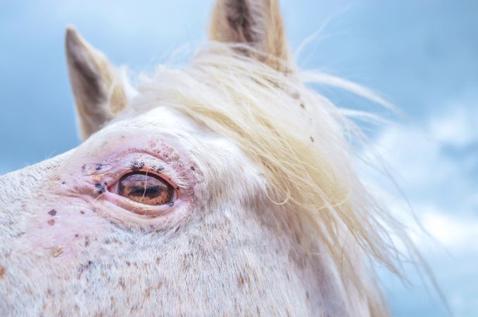 Eye of horse