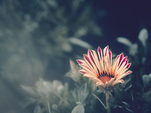 Pretty flower growing in garden