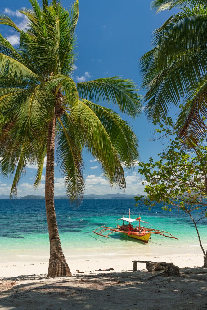 Palm and boat on tropical sandy beach