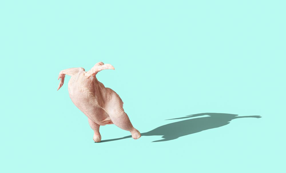 Whole raw chicken isolated on a blue background
