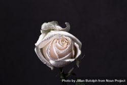 Light rose with dew in dark studio 0vl8Z4