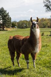 This llama shares its farmland home with a number of goats near the town of South Hero, Vermont 48BBq0