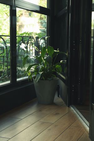 Plant in a flower pot in the restaurant