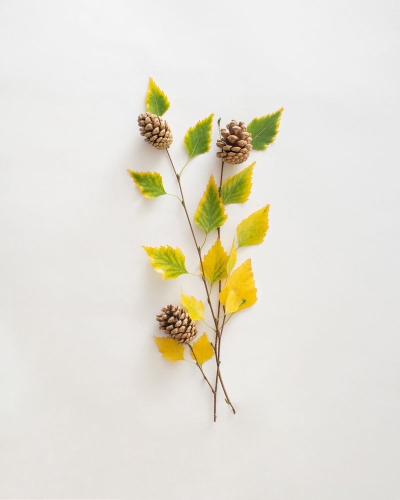 Autumn leaves on branches with pinecones
