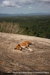 Cute dog resting on rock overlooking forest 0LzqP4