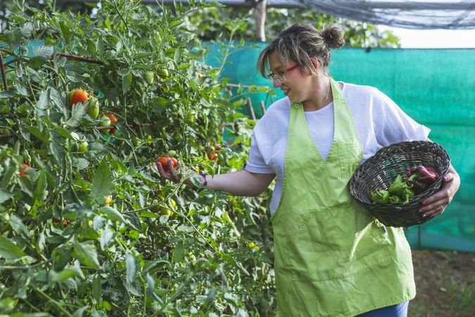 Gardener in apron harvesting vegetables from bushes in basket
