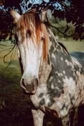 Horses pasturing on meadow