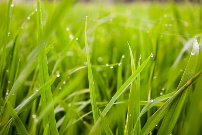 Close up of dew and gossamer on grass