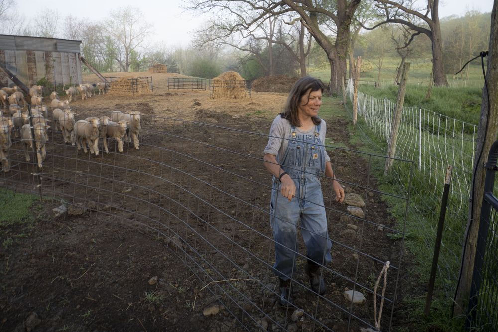 Dominique Herman leads a flock of Corriedale Merino cross and Ike-de-France Merino cross to pasture