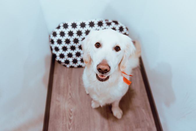 Big Labrador looking at camera