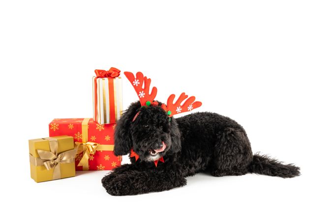 Dog with horns and gift boxes isolated on light background