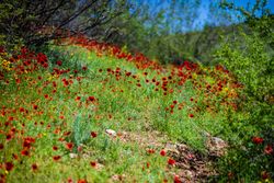 Many red poppy flowers in a field