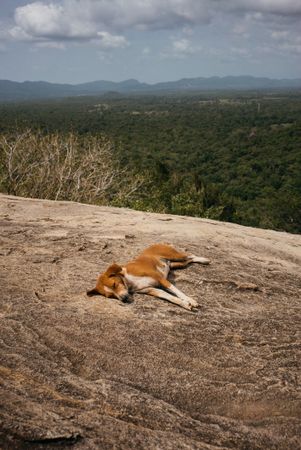 Cute dog resting on rock overlooking forest